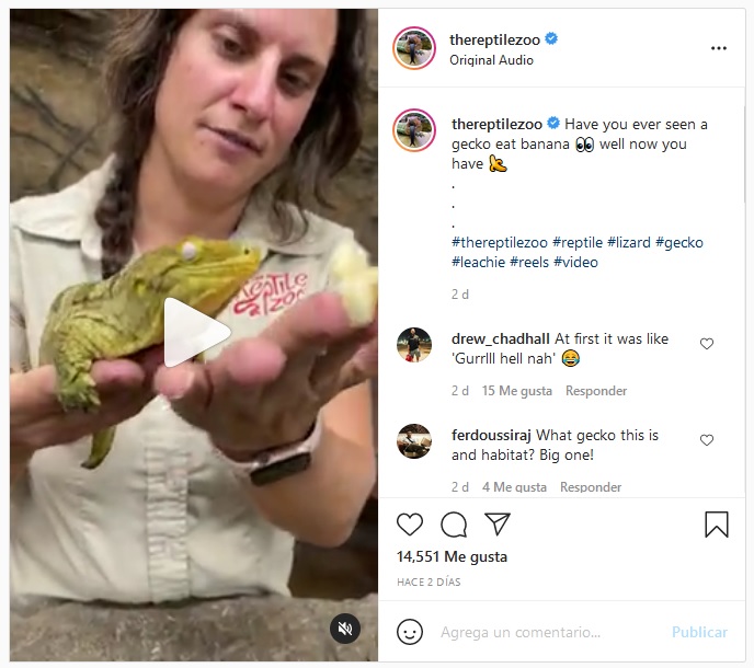 gecko comiendo platano videos virales trend viral telecentrocanal 1
